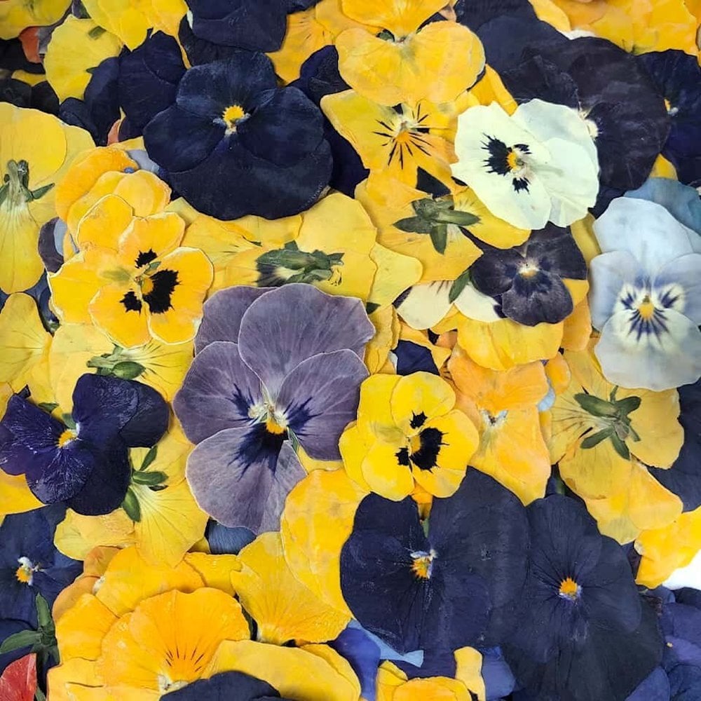 Pressed Violas Edible Flowers