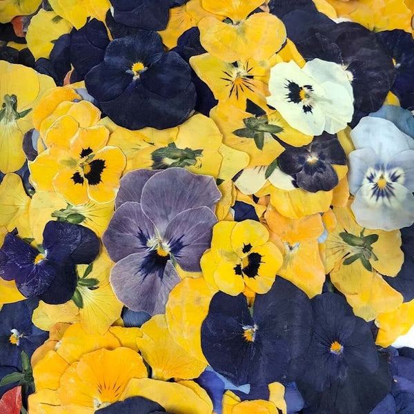Pressed Violas Edible Flowers