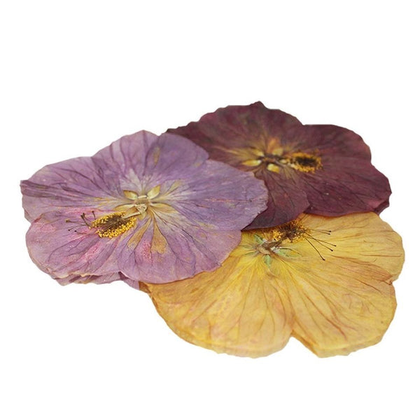 Pressed Paradise Edible Flowers