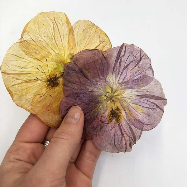 Pressed Paradise Edible Flowers