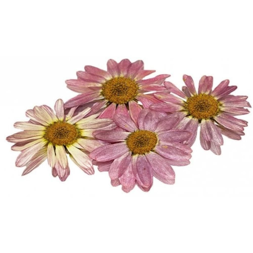 Pressed Mini Daisy Edible Flowers