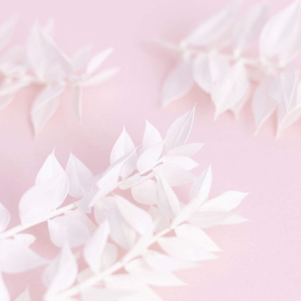 White Ruscus Dried Flower Box