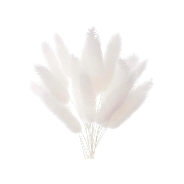 White Lagarus (Bunny Tails) Dried Flower Box