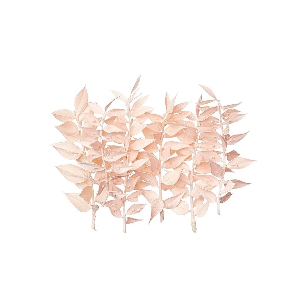 Light Pink Ruscus Dried Flower Box