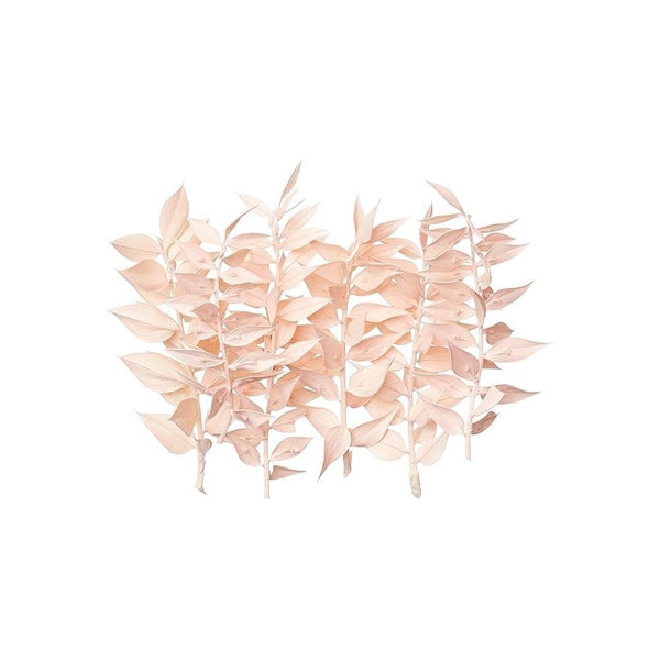 Light Pink Ruscus Dried Flower Box