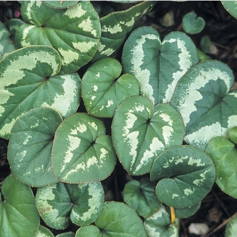 Cyclamen Leaf Silicone Veiner Set